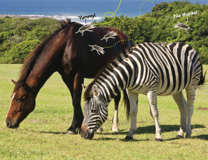 The pattern on the zebra' s back must transform from vertical stripes