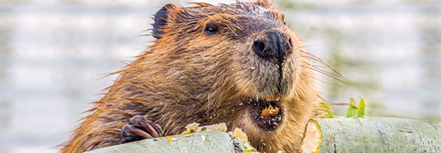 A beaver munching on a log