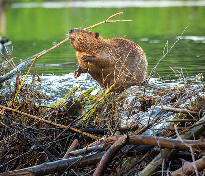 Beavers for Water Quality — Beaver Craftworks