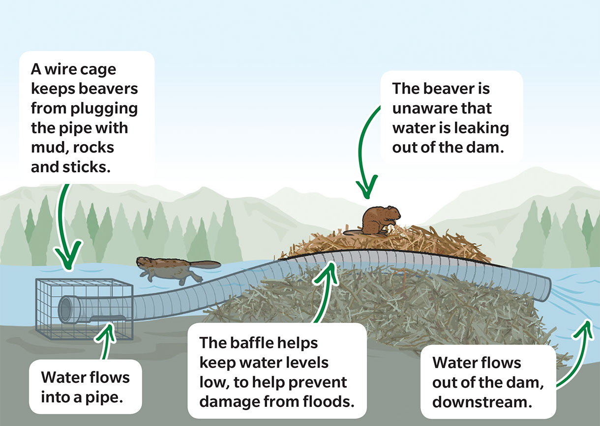 Beaver Deceiver Life Science Article for Students | Scholastic Science Spin  3-6 Magazine