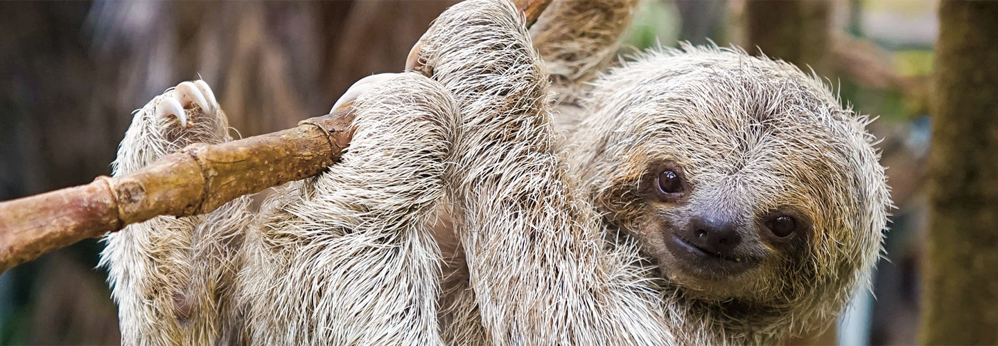 A sloth hanging onto a tree branch
