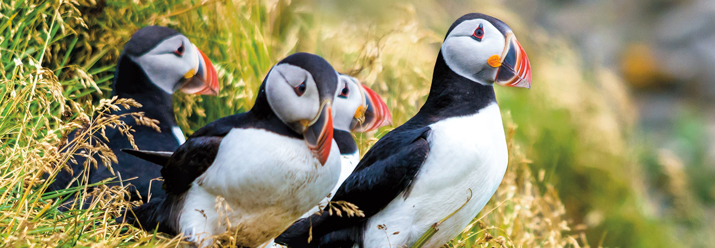 Puffin Facts & Information Guide - Aurora Expeditions™