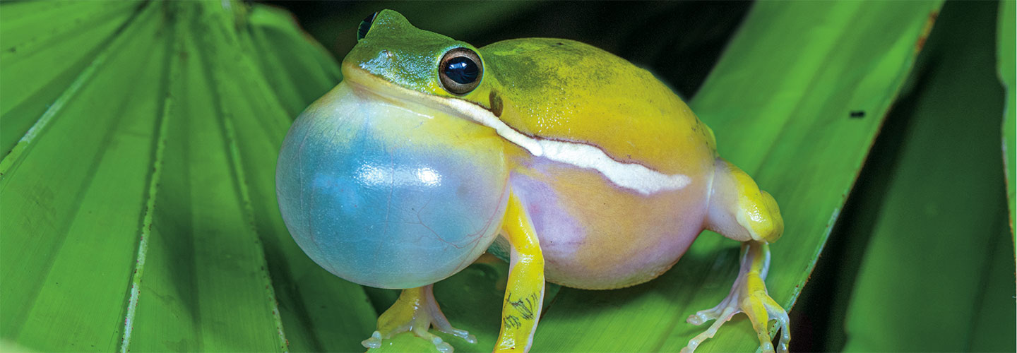 An up-close image of a small frog on a leaf mid-croak, with its throat enlarged