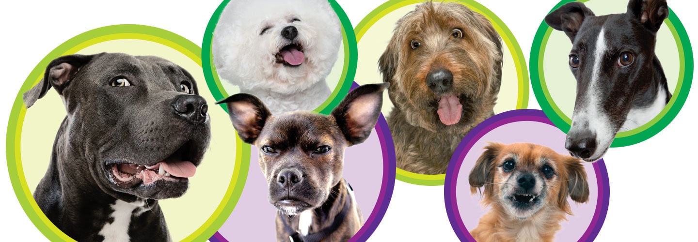 Collage of dogs making silly faces, including a frowning chihuahua and a grinning fluffy white dog