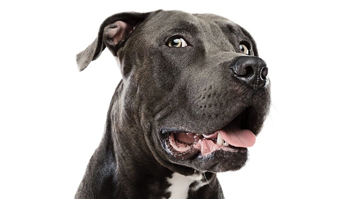 What's Up, Pup? Life Science Article for Students | Scholastic Science ...