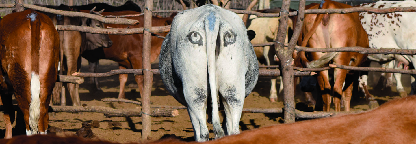 Painted eyes on the back of a cow