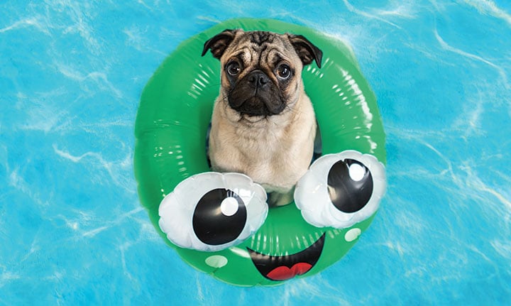 Dog in a green smiley face pool float