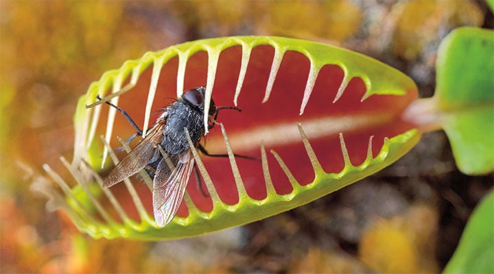 Image of a Venus flytrap catching a fly