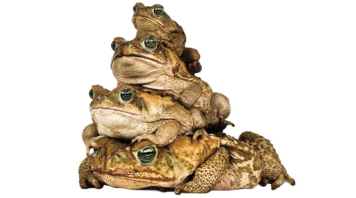 Four toads stack on top of one another in a pyramid shape against a white background